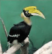 hornbill, emblem of Zou